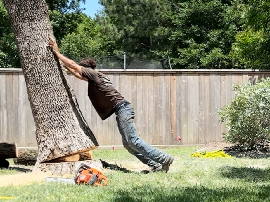 Stump Grinding company -  Montgomery Texas