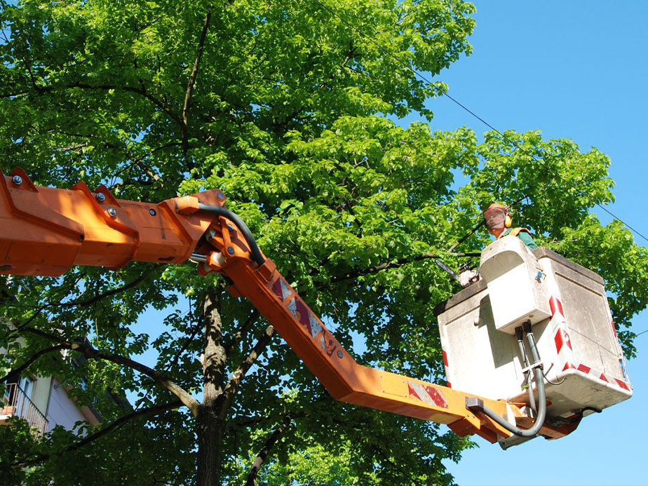 Tree Services in Montgomery Texas