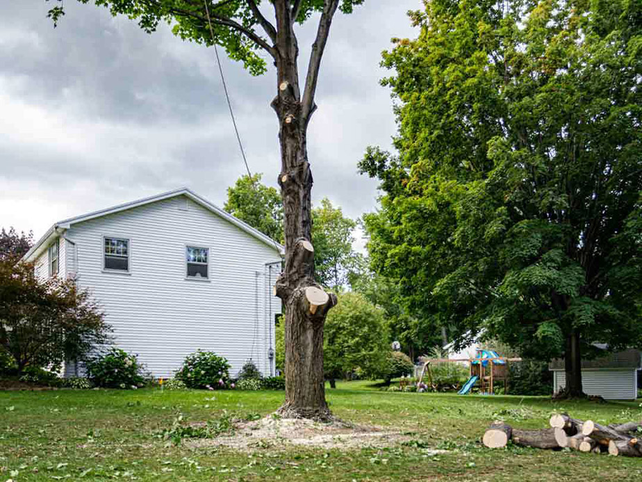 Tree Removal Contractor in Montgomery Texas